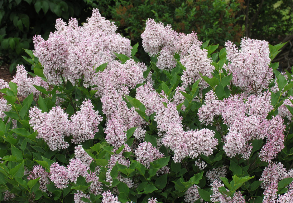 "Miss KIM'' Syringa patula